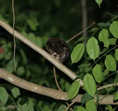 Moheli Scops Owl