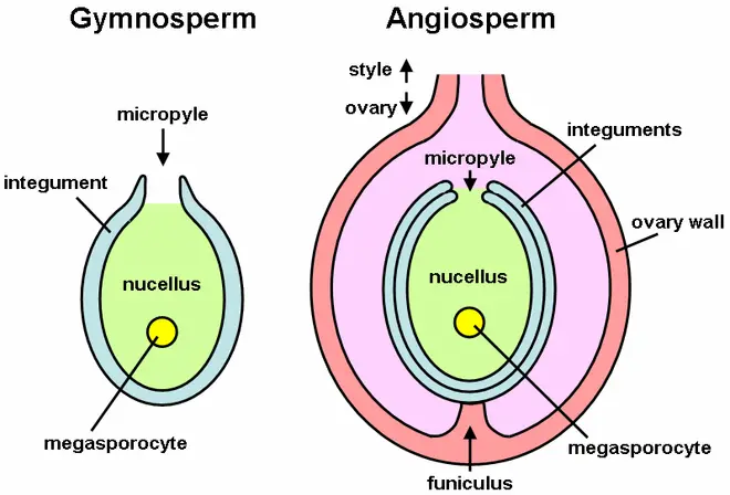 Ovule
