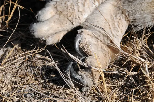 OwlTalon 1