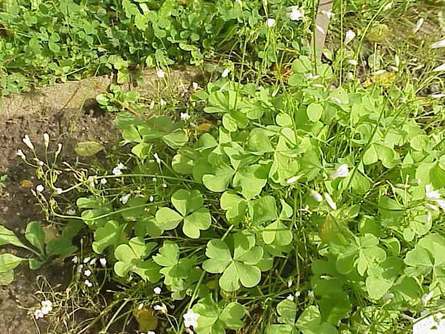 Oxalis arborea1