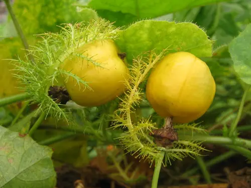 Passiflora foetida (Stinking Passionflower) Mucilage; Southwest USA, Central America