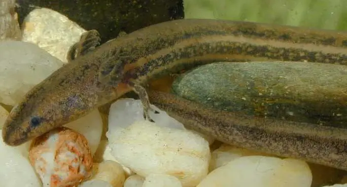 Pseudobranchus striatus
