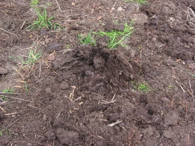 Horse scat has a lot of grass and hay fibers.