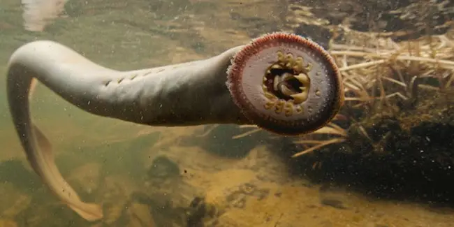 Entosphenus tridentatus
