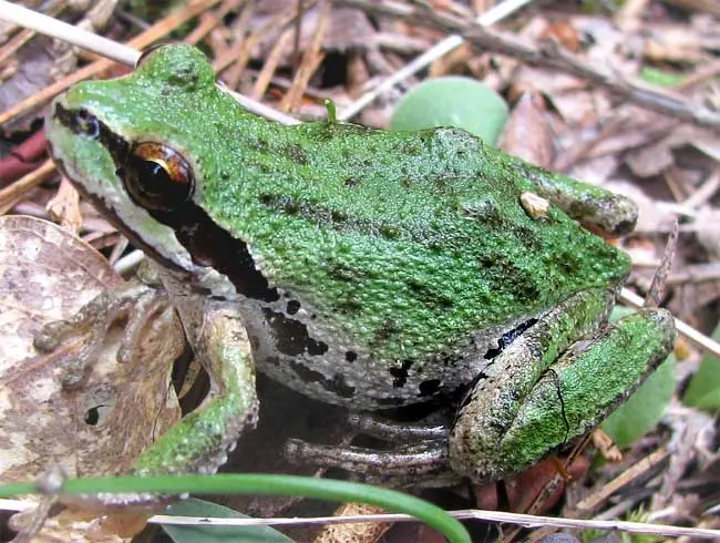 Pseudacris regilla