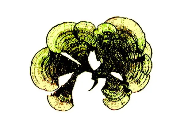 Padina pavonica