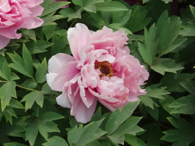 PaeoniaSuffruticosa7