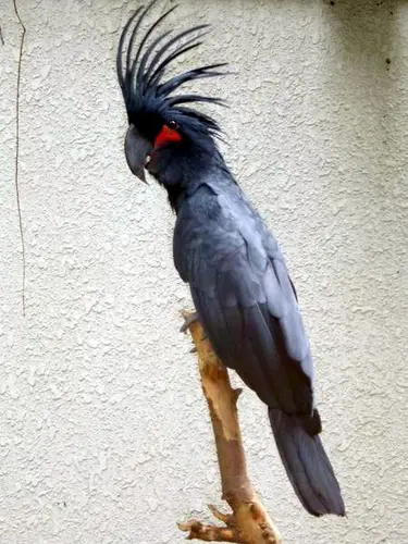 Palm Cockatoo Probosciger aterrimus