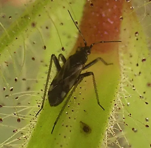 Pameridea roridulae Assassin bug