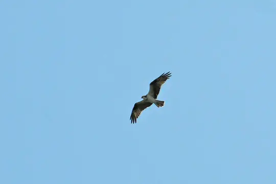 Western Osprey (Pandion haliaetus)