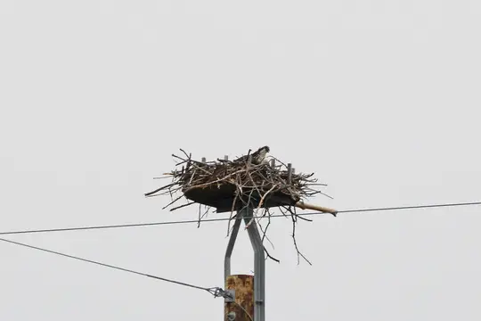 Osprey stick nest atop a pole