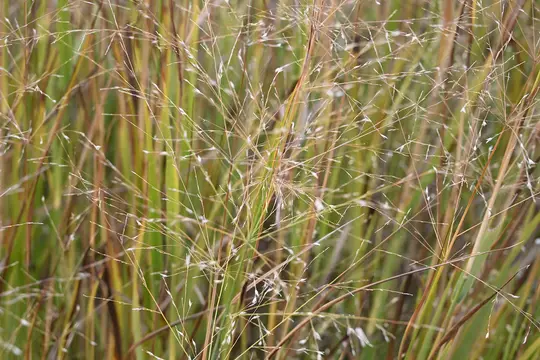 Switchgrass (Panicum virgatum)