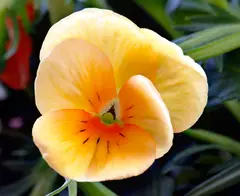 Pansy