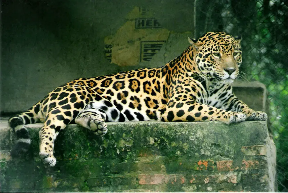 Panthera onca