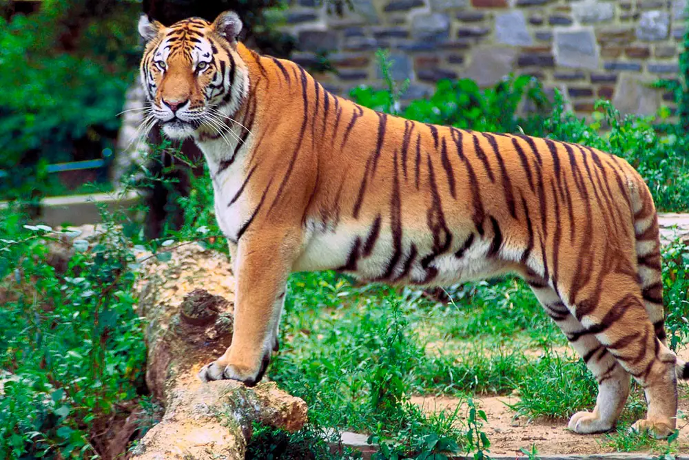Panthera tigris tigris