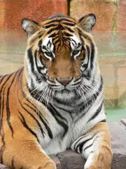 Tiger Eastern and Southern Asia