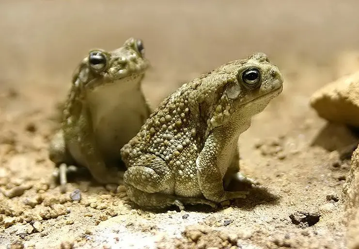 Amietophrynus regularis