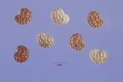 5. Poppy Seed