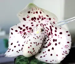 Paphiopedilum bellatulum