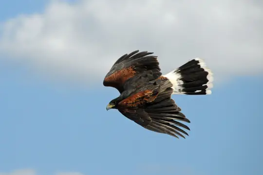 Harris’ Hawk (Parabuteo unicinctus)