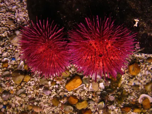 Paracentrotus lividus