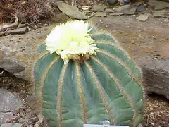 Parodia magnifica (Tribe Notocacteae)