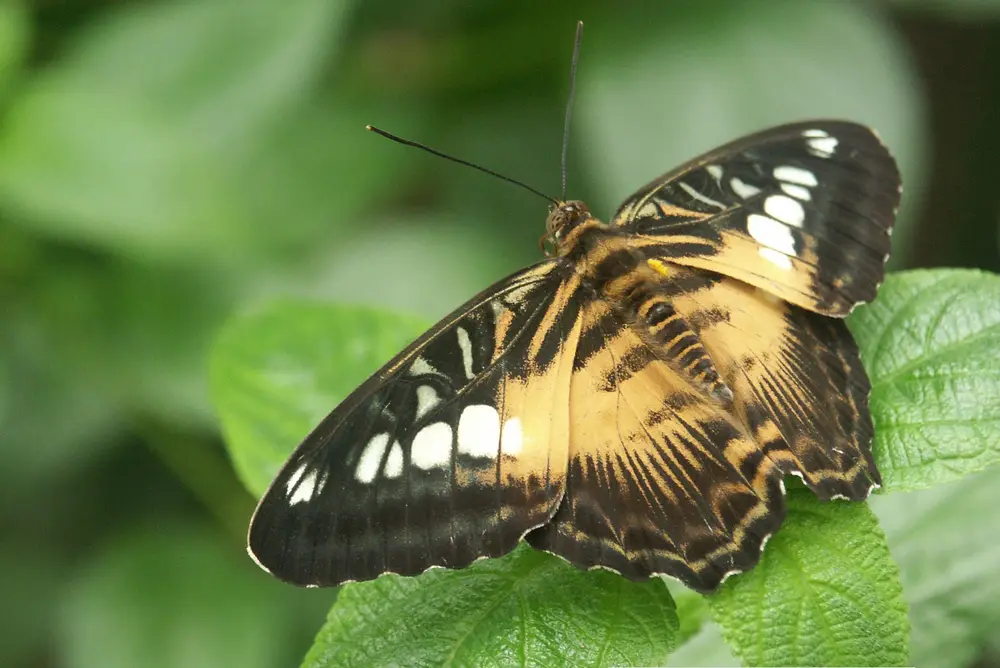 Lepidoptera