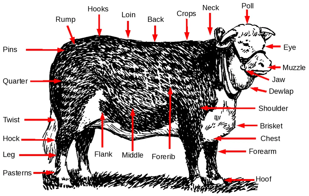 Parts of a steer