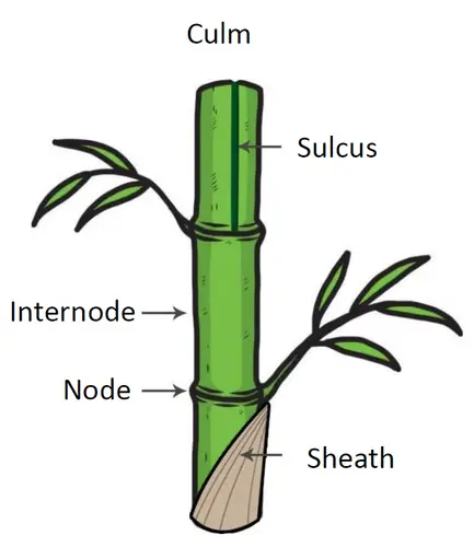 Parts of bamboo