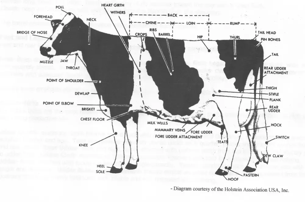 Parts of cow