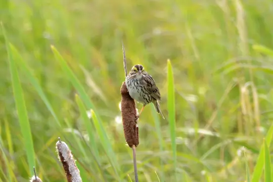 Savannah Sparrow (Passerculus sandwichensis)