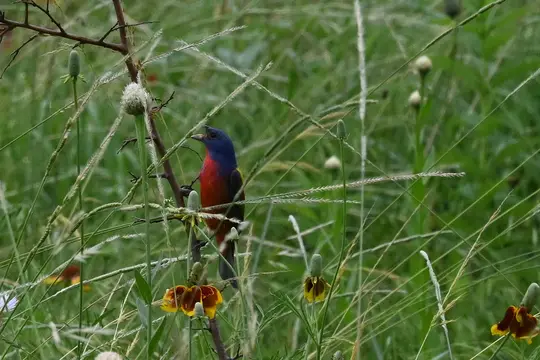 Painted Bunting (Passerina ciris)