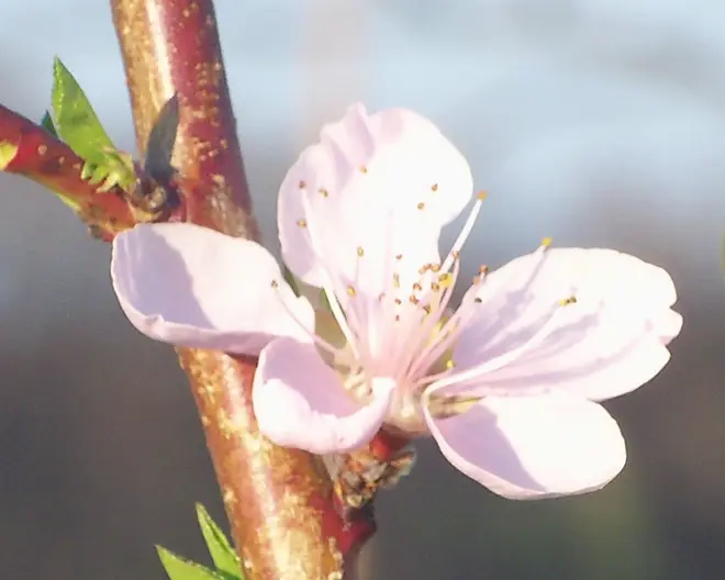 Peach blossom - Closeup