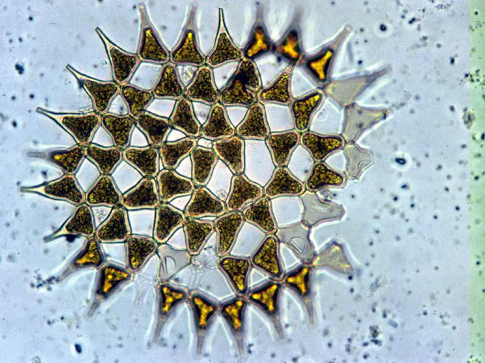Pediastrum simplex Pediastrum simplex