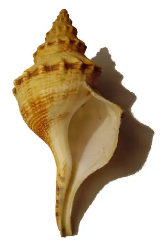 Penion maximus (Tryon, 1881)