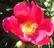 Peony