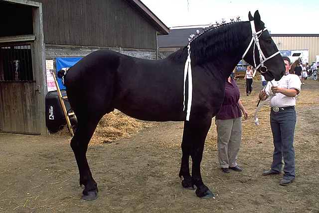 PercheronDraftHorse