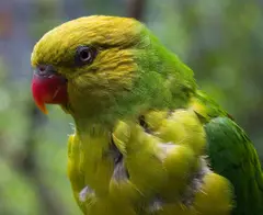 Olive-headed Lorikeet
