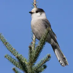 Canada Jay