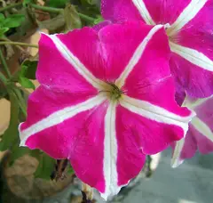 Petunia