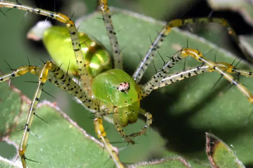 Peucetia viridans