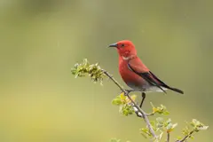 ʻApapane