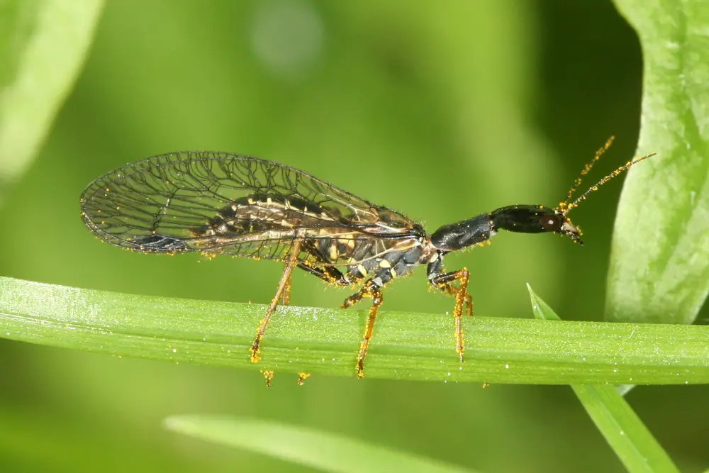 Raphidioptera