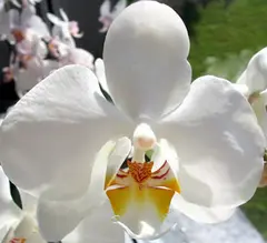 Moon orchid