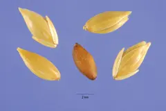 1. Canary Seed