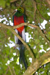 Quetzal