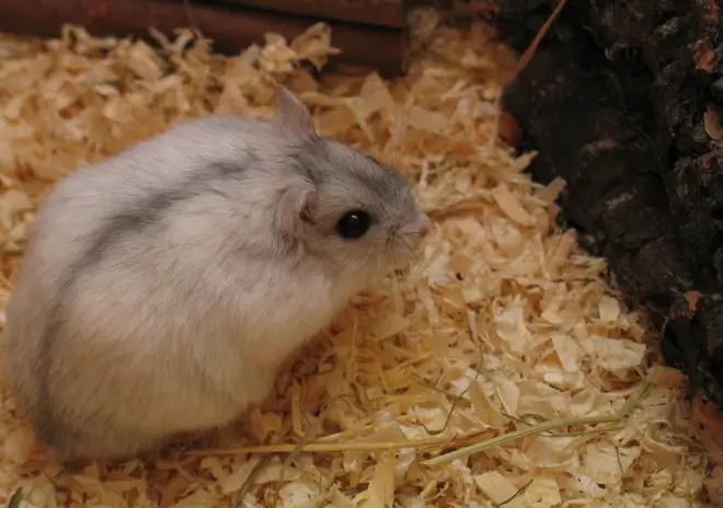 Phodopus sungorus3