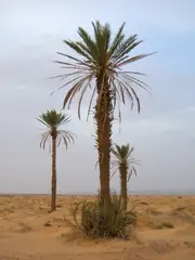 Date palm