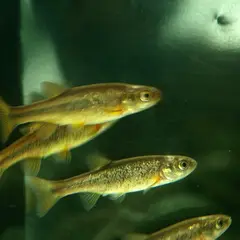 (1) Abundance of small fish present