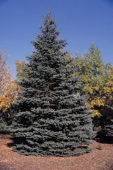 Picea pungens tree